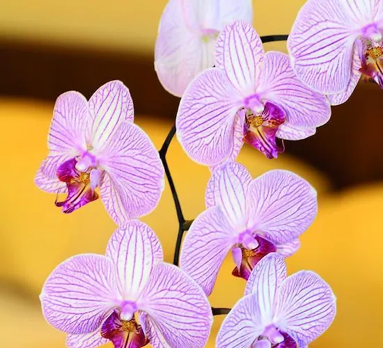 Garni Hochwurzen Отель